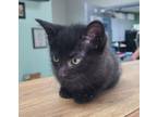Chip, Domestic Shorthair For Adoption In Savannah, Tennessee