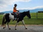 Woodrow 12 Yr Old 14.3h Spotted Saddle Black & White Gelding