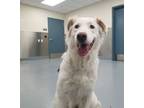Adopt Ghost a Border Collie, Great Pyrenees