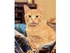 Adopt Sandy - TB a Orange or Red Tabby Domestic Shorthair / Mixed (short coat)