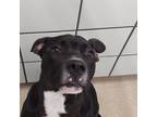 Adopt Ruger a Black Pit Bull Terrier / Mixed dog in Zanesville, OH (36248060)