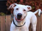 Adopt NYLA a White Bull Terrier / Mixed dog in Brighton, CO (36247144)