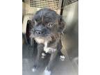 Adopt 51348477 a Black Schnauzer (Standard) / Mixed dog in Fort Worth