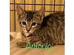 Antonio, Domestic Shorthair For Adoption In Land O Lakes, Florida