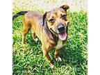 Buddy, American Pit Bull Terrier For Adoption In Bradenton, Florida
