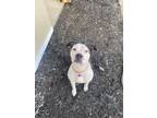 Adopt Pickles - I'm Kind of a Big Dill! a American Bully, Pit Bull Terrier