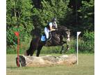 Adorable 9 year Allrounder Gelding With a Top Training