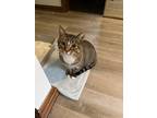 Adopt Sweet friend Oswald a Brown Tabby American Shorthair / Mixed (short coat)