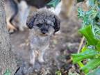Adopt Sterling a Gray/Blue/Silver/Salt & Pepper Poodle (Miniature) / Mixed dog