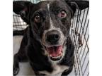 Adopt Bodhi a Black - with White Border Collie / Corgi / Mixed dog in Tavares