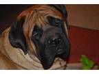 Adopt Sergei a English Mastiff / Mixed dog in Lorain, OH (23462040)