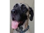 Adopt Guinness a Great Dane / Mastiff dog in Lorain, OH (19642604)
