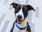 Adopt DIAMOND a Black - with White Bull Terrier / Mixed dog in Brighton