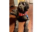 Adopt Sparrow a Black Poodle (Standard) / Catahoula Leopard Dog / Mixed dog in