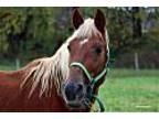 Honesty, Tennessee Walking Horse For Adoption In Front Royal, Virginia