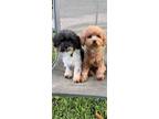 Adopt Chip & Jet a Toy Poodle / Mixed dog in Davie, FL (36259693)