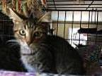 Jammer, Domestic Shorthair For Adoption In Central Islip, New York