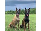 Belgian Malinois Puppy for sale in Quitman, AR, USA