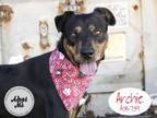 Adopt ARCHIE a Rottweiler, Mixed Breed