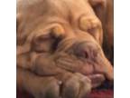 Dogue de Bordeaux Puppy for sale in Greeley, CO, USA