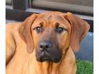 Adopt Sydney a Mastiff / Mixed dog in San Ramon, CA (36275051)