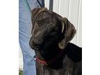 Adopt Paisley a Brindle Plott Hound / Mixed dog in Greeley, CO (36273472)