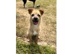 Adopt Dory(A) a Brown/Chocolate - with Black Schnauzer (Miniature) / Terrier