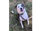 Adopt Pisces a Black - with White Terrier (Unknown Type, Medium) / Rat Terrier /