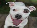 Adopt PAM BEASLEY a Pit Bull Terrier