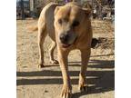 Adopt Scooby a Pit Bull Terrier, Mastiff