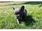 jimmnj french bulldog puppies - Opportunity