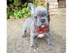 apalpm french bulldog puppies - Opportunity!