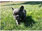 immndh french bulldog puppies - Opportunity!
