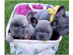 dosll french bulldog puppies - Opportunity