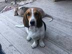 Adopt Gordon a Basset Hound / Mixed dog in Salt Lake City, UT (36285282)