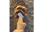 Adopt Nana a Red/Golden/Orange/Chestnut Mastiff dog in Castle Rock