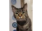 Adopt Millie - AC a Gray, Blue or Silver Tabby Manx cat in Lyman, SC (35699349)