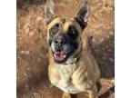 Adopt RBG a Boxer / Mixed dog in Rocky Mount, VA (36284775)