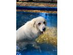 Adopt Blue a White - with Gray or Silver Great Pyrenees / Mixed dog in