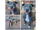 Adopt Smoke a Gray/Silver/Salt & Pepper - with Black American Pit Bull Terrier /