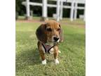 Adopt LOLA a Tricolor (Tan/Brown & Black & White) Beagle / Mixed dog in
