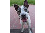 Stevie, American Pit Bull Terrier For Adoption In Lutz, Florida