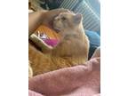 Sir Windsor, Domestic Shorthair For Adoption In Thornhill, Ontario