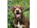 Adopt Rockett a Brown/Chocolate Labrador Retriever / Rottweiler / Mixed dog in