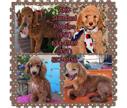 Toy/Standard Poodles &amp; Yorkshire Terriers ( Yorkies ) is a Poodle, Standard Poodle, Yorkshire Terrier in San Jacinto CA