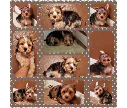 Toy/Standard Poodles &amp; Yorkshire Terriers ( Yorkies ) is a Poodle, Standard Poodle, Yorkshire Terrier in San Jacinto CA