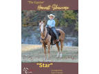 (ONLINE AUCTION) Equine Online Auction- Star