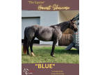 (ONLINE AUCTION) Equine Online Auction- Blue