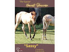 (ONLINE AUCTION) Equine online Auction- Sassy