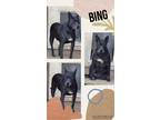 Adopt Bing a Black - with White Shar Pei / Mixed dog in North Granby
